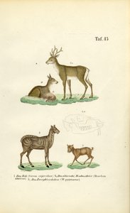 Reh, Moschustier und Hirschferkel