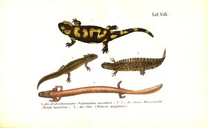 Salamander und Molche in verschiedenen Entwicklungsformen