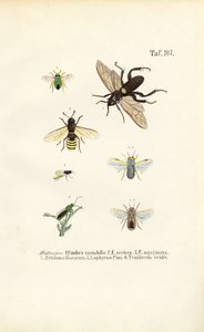 Sägewespen und ihre Arten von J. W. Tenhaeff