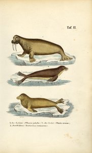 Seelöwe, Pelzrobbe und Walross