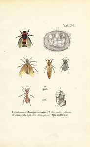 Soziale Insekten mit Entwicklungsstadien