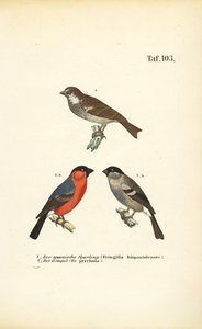 Spanischer Spatz und Gimpel von J. W. Tenhaeff