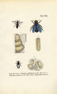 Spezialisierte Bienenarten und ihre Neststrukturen