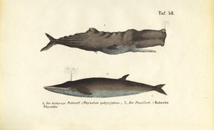 Pottwal und Finnwal von J. W. Tenhaeff