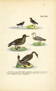 Sturmschwalbe, Große Raubmöwe, Albatros und Saatgans