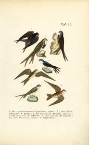 Schwalben und Segler von J. W. Tenhaeff