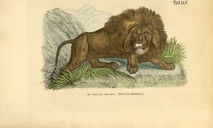 Der Berberlöwe
