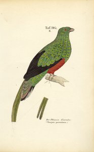 Pavoniner Quetzal