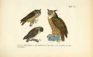 Drei Eulenarten mit Federohren