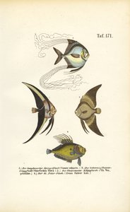 Tropische Zierfische von J. W. Tenhaeff