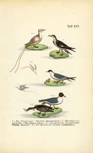 Tropische Seevögel: Tropikvogel, Scherenschnabel, Seeschwalbe und Lachmöwe