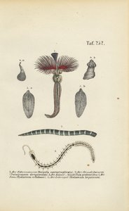 Röhrenwurm, Plattwurm und Parasiten