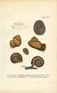 Verschiedene Süßwasser- und Napfschnecken