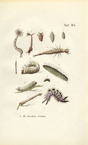 Verschiedene Insektenlarven und ihre Morphologie