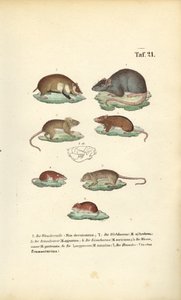 Verschiedene Arten der Muridae
