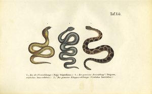 Giftige Schlangen: Indische Kobra, Fer-de-lance und Waldklapperschlange
