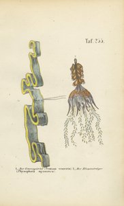 Venusgürtel und Wasserschlauch von J. W. Tenhaeff