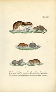 Wühlmäuse und verwandte Nagetiere