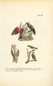 Mauerläufer, Baumläufer und Sommergoldhähnchen