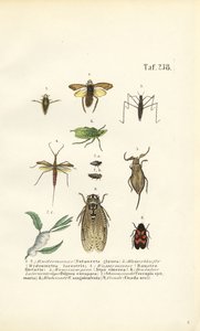 Wasserwanzen und andere Insekten von J. W. Tenhaeff