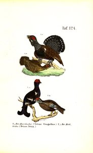 Auerhahn und Birkhuhn von J. W. Tenhaeff