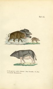 Wildschweine und Hausschwein