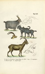 Wildziegen und Ziegenarten mit anatomischen Details
