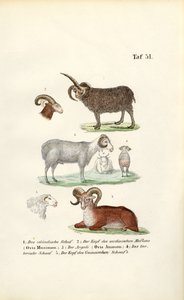 Wildschafe und ihre Varianten