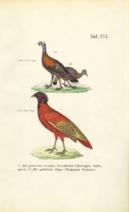 Wildtruthahn und Satyrtragopan von J. W. Tenhaeff