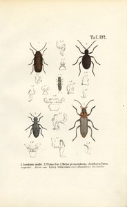 Holzbohrkäfer und medizinisch relevante Käfer von J. W. Tenhaeff