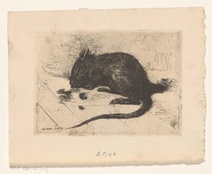 Maus