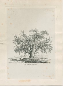 Tutbury - "Wych Elm": Gravur