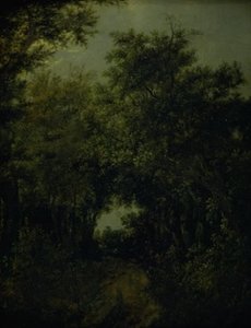 Straße in einem Eichenwald