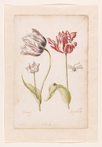 Zwei Tulpen mit Insekten