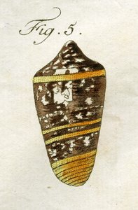 Illustration von Conus Ammiralis (Unterart Summus), 1790 (handkolorierte Gravur)