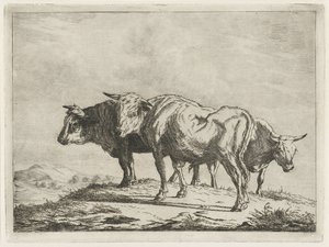 Drei Ochsen