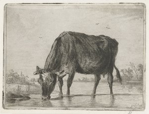 Trinkende Kuh