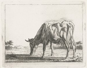 Weidende Kuh