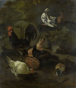 Ein Hahn von Jacomo (1640-1705) Victors