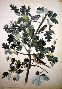 Herbarium: Quercus robur von Jacopo Ligozzi