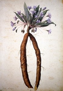 Unbekanntes Bild von Jacopo Ligozzi