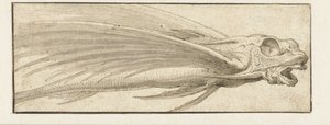 Fliegender Fisch von Jacopo Ligozzi