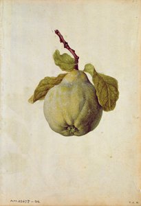 Quitte: Cydonia vulgaris, um 1568, von J.le Moyne de Morgues (um 1530-88)