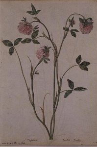 Rotklee, ca. 1568