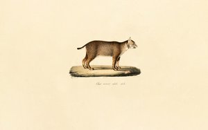 Erwachsener Rotluchs von Jacques Christophe Werner