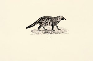 Afrikanische Zibetkatze (Civettictis civetta) von Jacques Christophe Werner