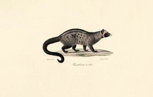 Afrikanische Zibetkatze von Jacques Christophe Werner