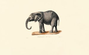 Afrikanischer Elefant (Jungtier)