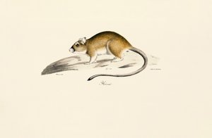 Afrikanische Rennmaus