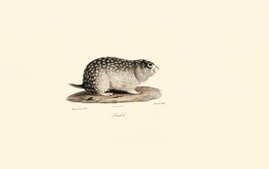 Afrikanisches Erdhörnchen von Jacques Christophe Werner